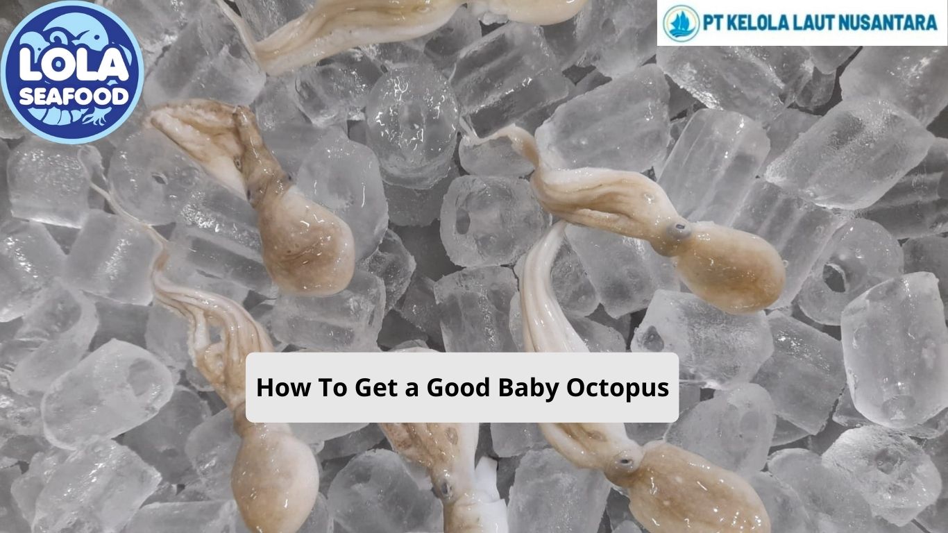 How To Get a Good Baby Octopus